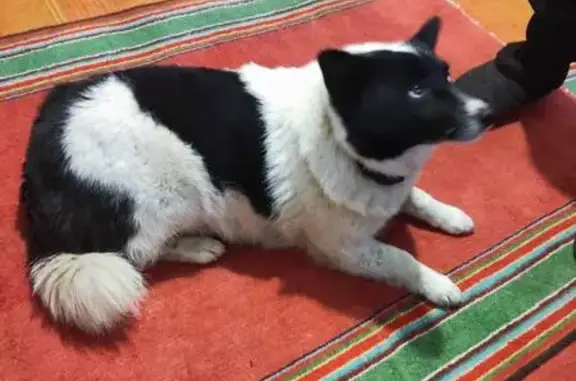 Собаки потеряшки, , фото: Потеряшка собака в СНТ Дизелист, Набережные Челны