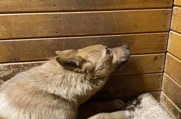 Найдена собака, Варшавское шоссе, Москва