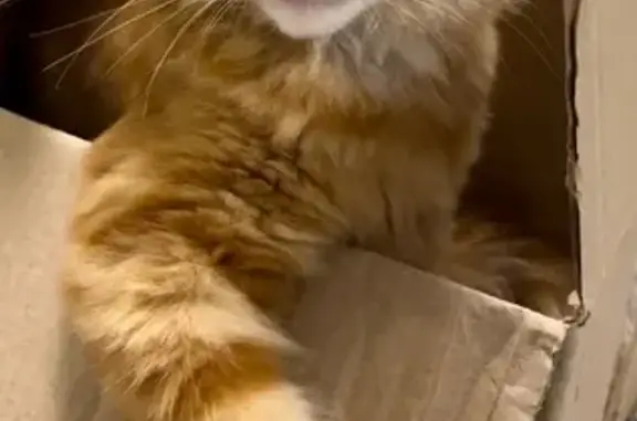 Кошки потеряшки, Елизаветинская, фото: Потеряшка рыжая кошка, Набережная 136