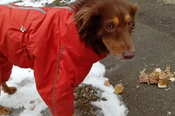Найдена собака, Тамбовская область, фото: Найдена собака, Р-208, Тамбовская обл.