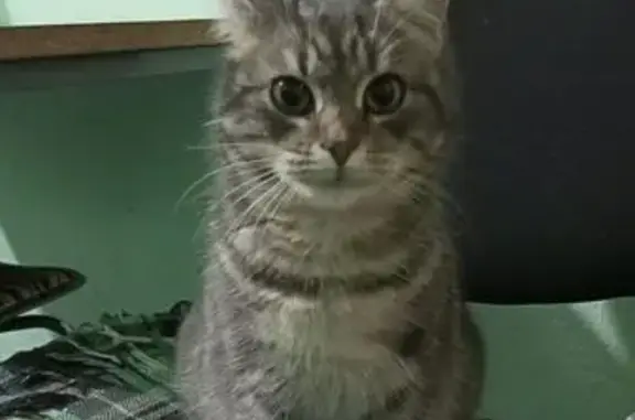 Найдена кошка, Белгородская область, фото: Найдена кошка, Белгородская обл.