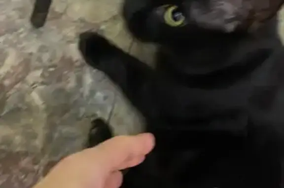 Найдена кошка, Сочи, фото: Найдена черная кошка, Нагорная 23, Сочи