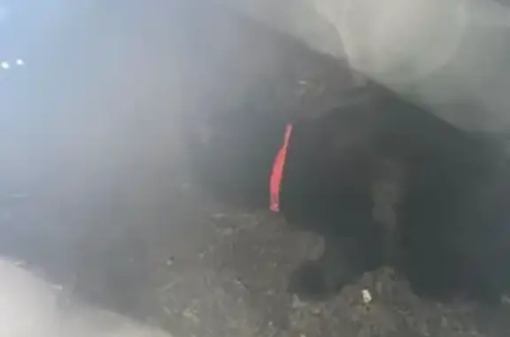 Найдена кошка, Сочи, фото: Кошка найдена: Орджоникидзе 25, Сочи