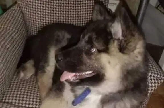 Найдена собака, Челябинск, фото: Щенок найден: Мелькомбинат 2 участок 1