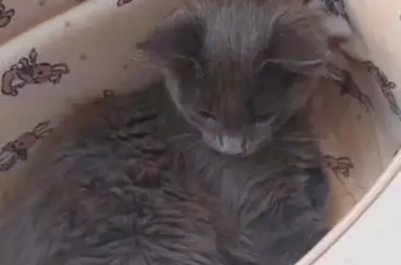 Кошка найдена, Пластовский пер., 3