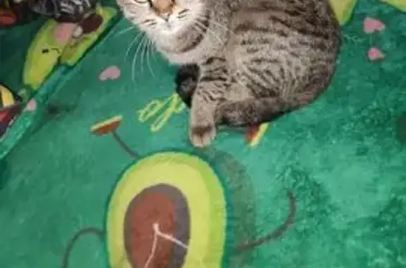 Кошка найдена, Кожевникова 29, Копейск