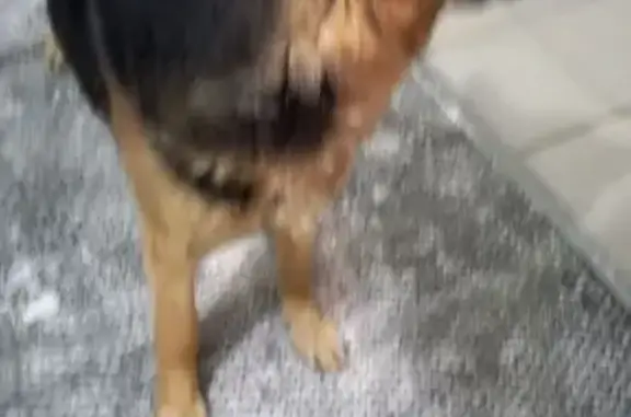 Найдена собака, Томск, фото: Собака найдена на ул. Смирнова, 44, Томск