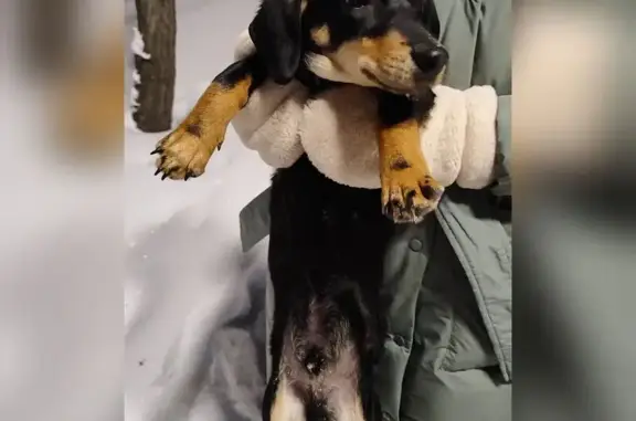 Найдена собака, Хабаровск, фото: Собака найдена: Тихоокеанская 169/1, Хабаровск