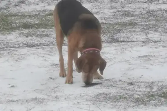 Найдена собака, , фото: Найдена собака, Гаражная ул., 187, Волгодонск