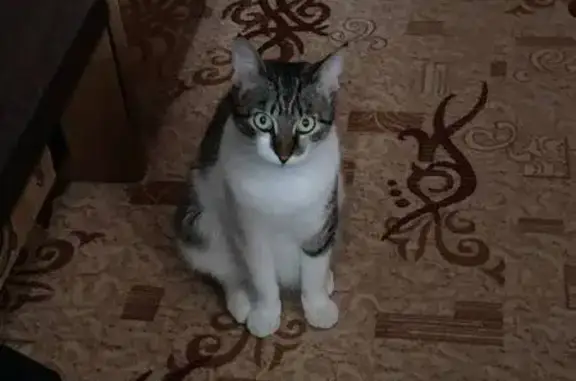 Кошки потеряшки, Зверево, фото: Потеряшка кошка, Ивановская ул., Зверево