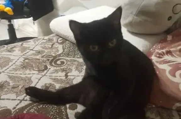 Кошки потеряшки, Иркутск, фото: Потеряшка кошка, Каландаришвили 6, Иркутск