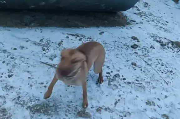 Найдена собака, Волгоград, фото: Метис найдена на Университетском, Волгоград
