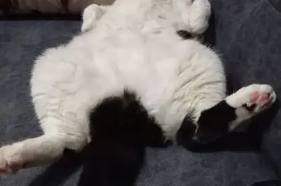 Кошки потеряшки, Липецк, фото: Потеряшка кошка, ул. Циолковского, 15