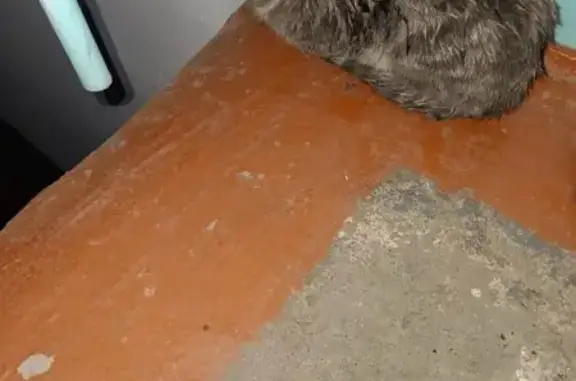 Кошка найдена, Чита, ул. 31