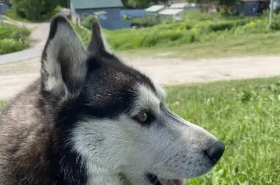 Собаки потеряшки, , фото: Потеряшка собака, ул. Центральная, Мордыш