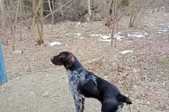 Найдена собака, Красные Рябинки, фото: Собака найдена у платформы 53 км, Шахово