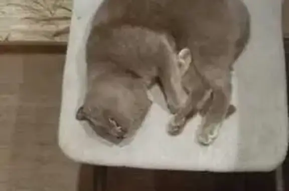 Кот найден: ул. Гагарина, 87, Рязань