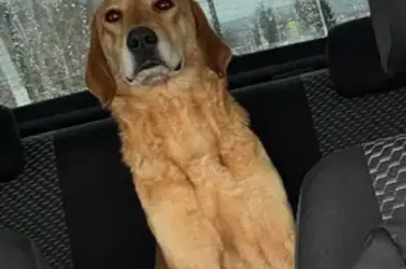 Найдена собака, Вазерки, фото: Собака найдена: ул. Басулина, Вазерки