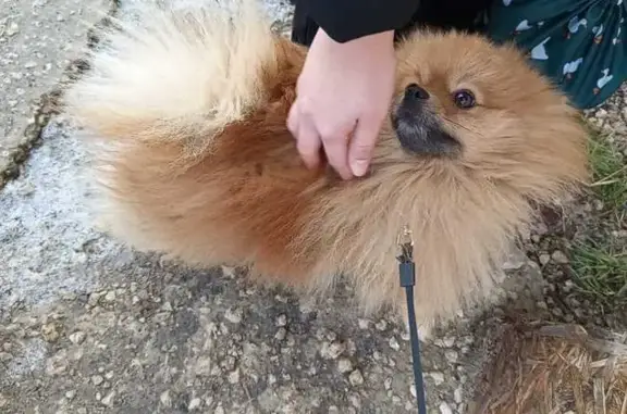 Собаки потеряшки, Липецк, фото: Потеряшка собака, Липецк, Студёновская 20