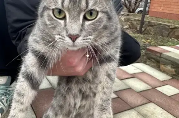Найдена кошка, Ейск, фото: Котёнок найден: Шоссейная ул., Ейск