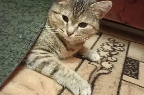 Кошки потеряшки, Смоленская область, фото: Потеряшка кошка Муся, Рославль, 34 мкр.