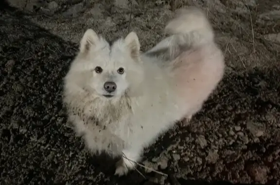 Найдена собака, Рязань, фото: Самоед в Рязани, Почтовая ул. возле кафе