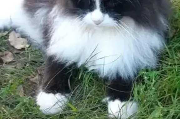 Потерянные животные Ярославль, фото: Пропал кот, 1-я Тверицкая, Ярославль