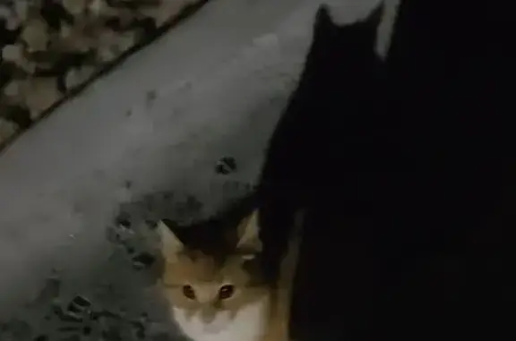 Найдена кошка, Большедворское, фото: Найдена кошка, 41К-036, Большедворское СП