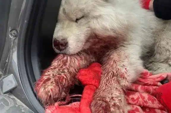 Найдена собака, Саратовская область, фото: Сбитая собака у автомойки 