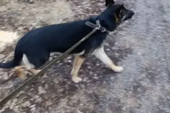 Найдена собака, Кузьминские Отвержки, фото: Собака найдена: Кузьминская ул., Отвержки