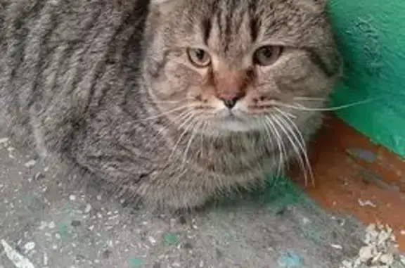 Найдена кошка, Коркино, фото: Кошка найдена, ул. Сони Кривой 13, Коркино