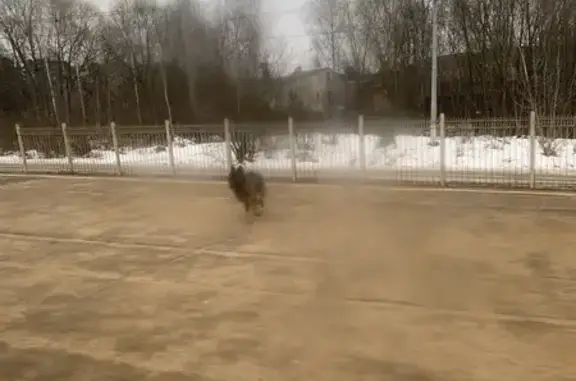 Найдена собака, Жаворонки, фото: Овчарка найдена: 2-я Советская ул, 1с1