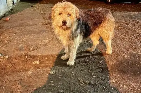 Собаки потеряшки, Волгоград, фото: Потеряшка собака на Профсоюзной, 30, Волгоград