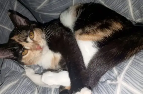Котенок найден в подъезде, Тобольск, 18