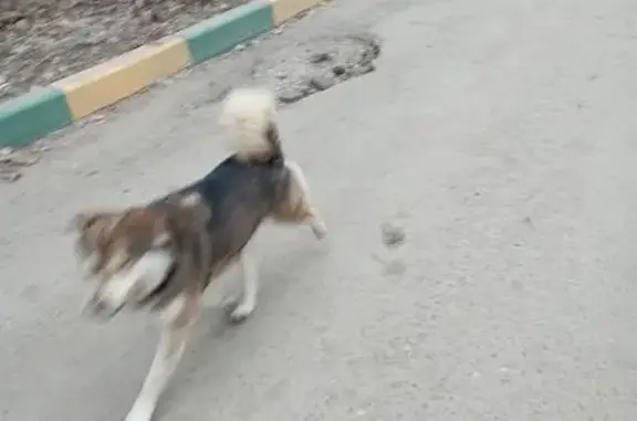 Найдена собака, Тула, фото: Собака найдена: Серебровская 20, Тула