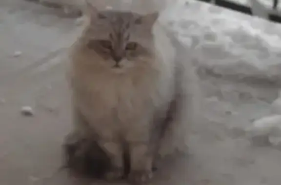 Кошки потеряшки, Саратов, фото: Потеряшка кот, Усть-Курдюмская 8, Саратов