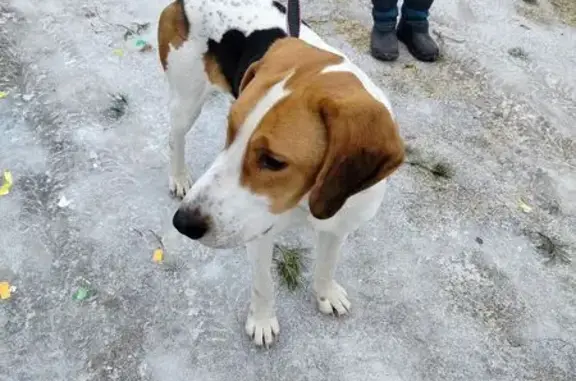 Найдена собака, Мурмино, фото: Собака найдена, Рабочая ул., Мурмино