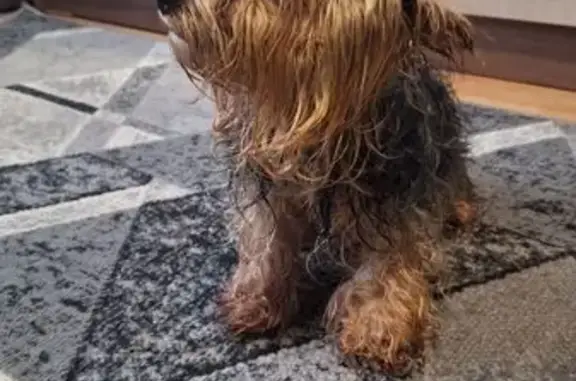 Найдена собака, , фото: Найден йорк в Поломяти, Зимогорье