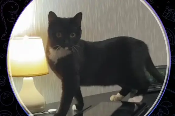 Найдена кошка, Енисейск, фото: Кошка найдена, ул. Ленина, 6А к2, Енисейск