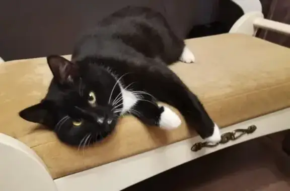 Найдена кошка, Северодвинск, фото: Кошка найдена: Архангельское шоссе, 93