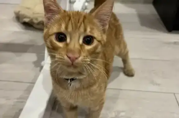 Найдена кошка, Москва, фото: Найдена рыжая кошка, Зеленоградская 41