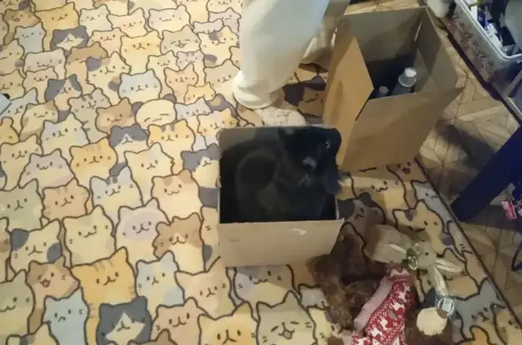 Кошки потеряшки, Дзержинск, фото: Потеряшка кошка на Новомосковской, 32