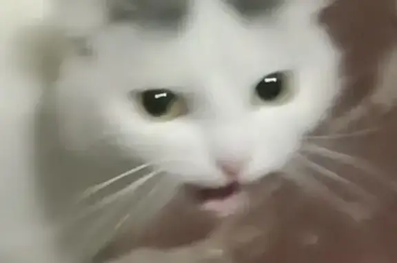 Кошка найдена на Ангарской 10А, Астрахань