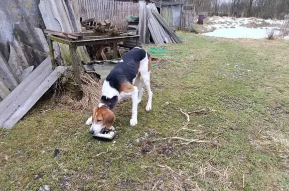 Собака найдена: 66Н-1416, Мурыгино