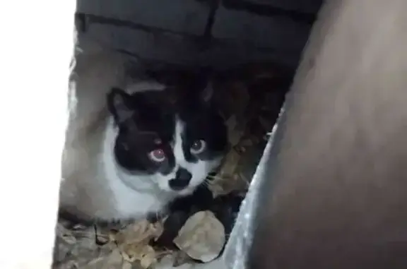Найдена кошка, , фото: Кошка найдена на Кирова, 3, Дзержинск