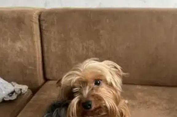 Собаки потеряшки, Лучегорск, фото: Потеряшка собака, Лучегорск, ул. 4