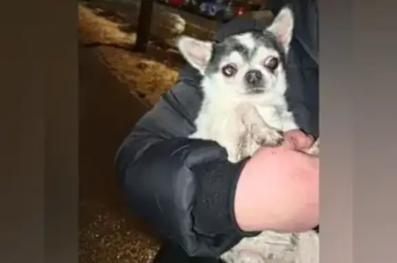 Найдена собака, Колпино, фото: Чихуахуа найдена: Стахановская 20, Колпино