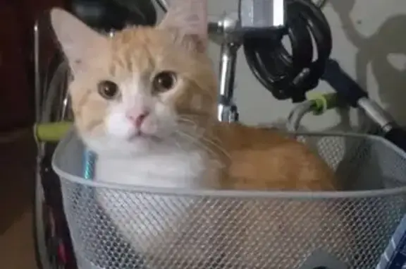 Объявления о пропавших и найденных животных, Тверь, фото: Пропала кошка, ул. П. Савельевой, 6