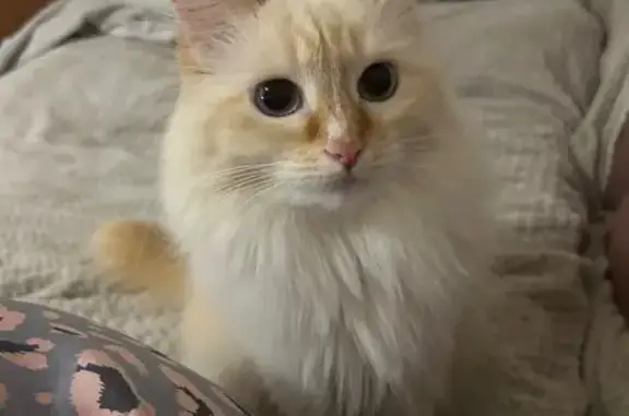 Потерянные животные Красный Бор, фото: Пропала кошка, Мирная ул. 3, Ярославль