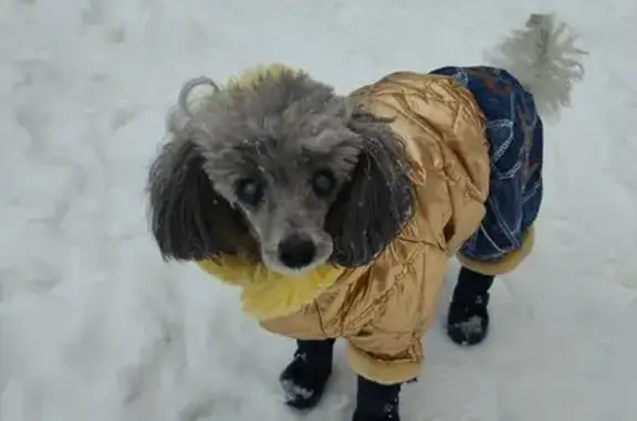 Собаки потеряшки, Москва, фото: Потеряшка собака, Врачебный проезд, Москва